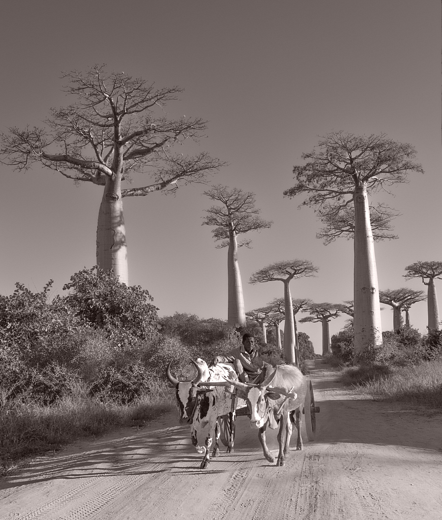 Man on Cart - Avenue of the Baobabs