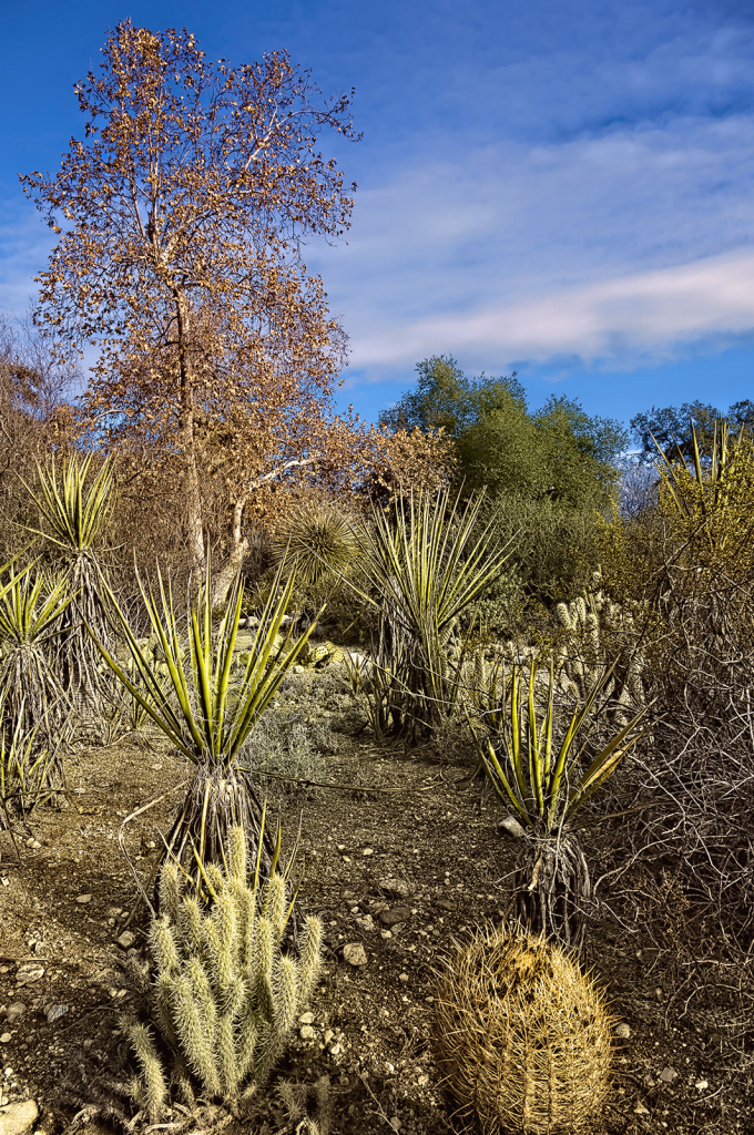 SoCal Garden