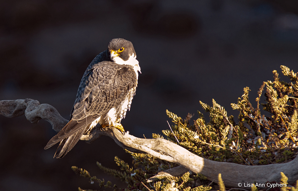 Peregrine Falcon under a rising sun - ID: 16007125 © Lisa Ann Cyphers