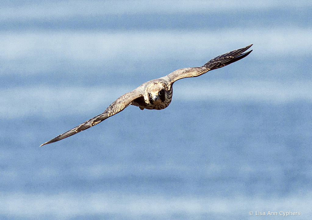 Peregrine Falcon Fledgling in flight  - ID: 16007126 © Lisa Ann Cyphers