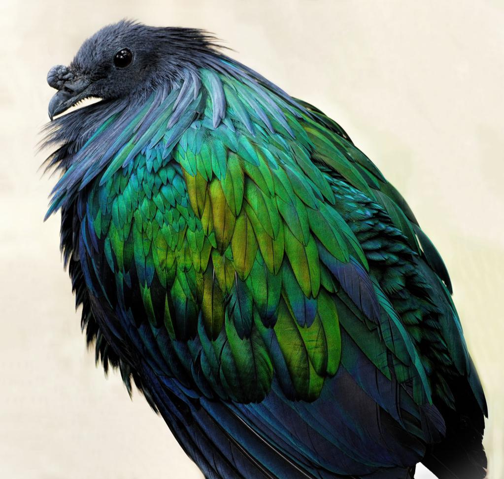 Nicobar Pigeon