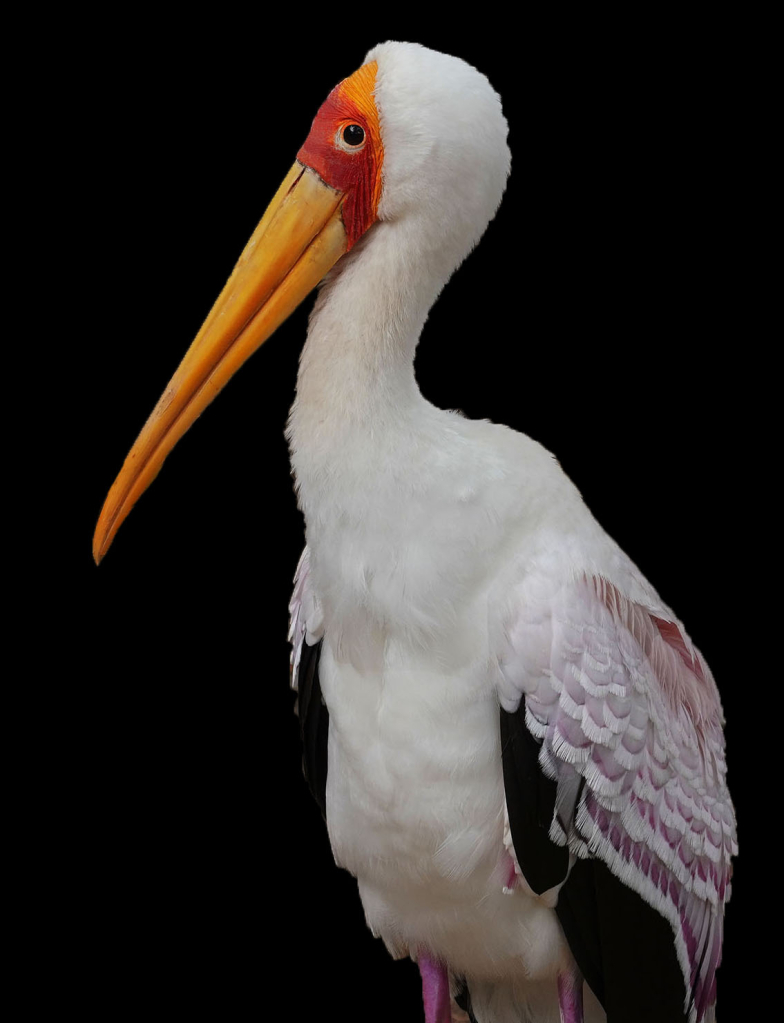 Yellow Billed Stork