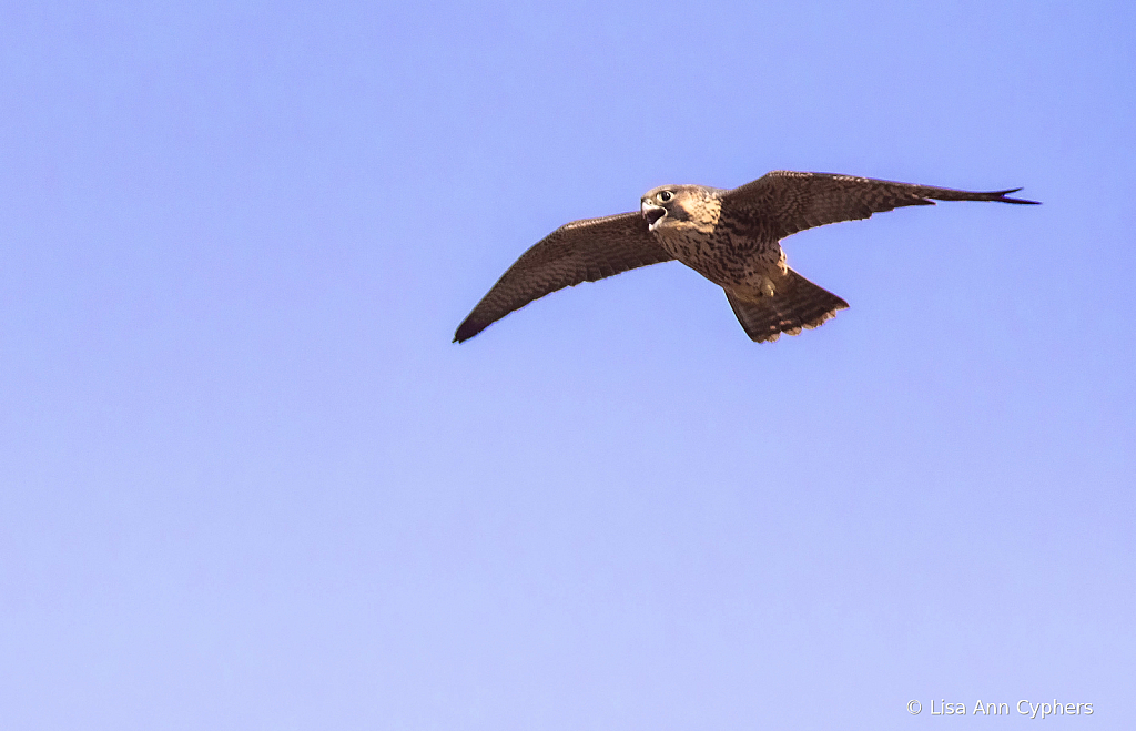 Peregrine Falcon fledgling flying over cliff - ID: 16007222 © Lisa Ann Cyphers