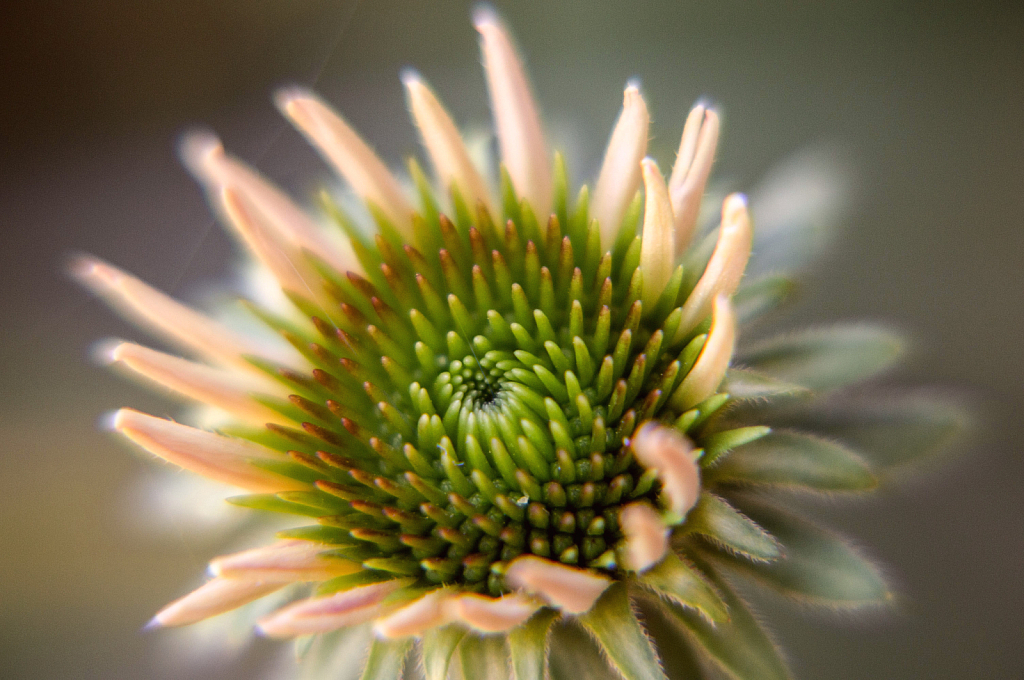 Cone flower 5