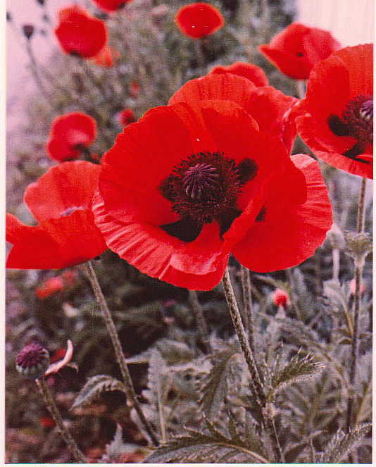 Red Poppies 7