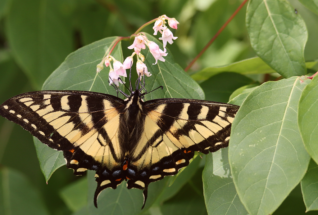 Yellow Swallowtail