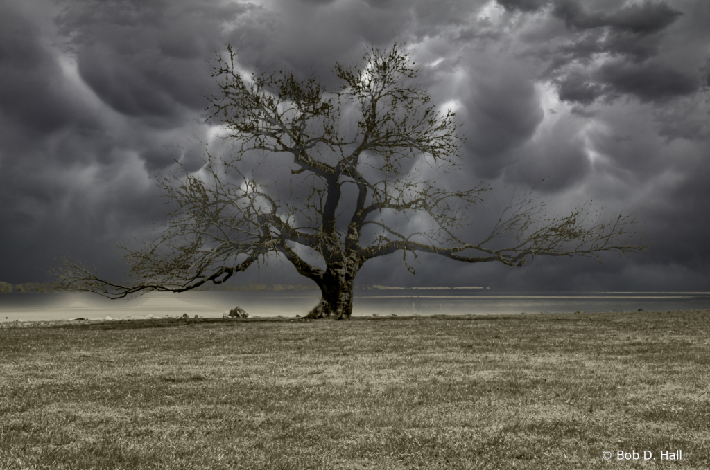 Angry Sky Bare Tree