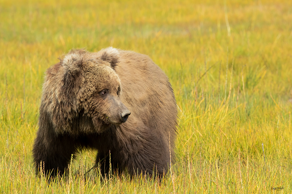 Brown Bear - ID: 16007355 © Louise Wolbers