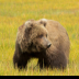 2Brown Bear - ID: 16007355 © Louise Wolbers