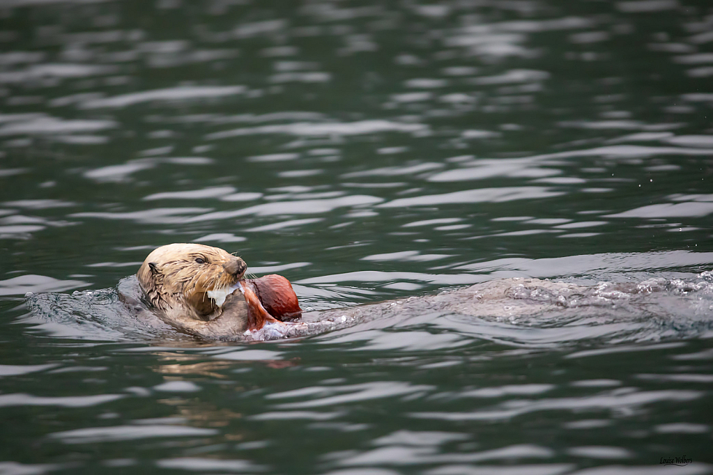 Dinner Time - ID: 16007356 © Louise Wolbers