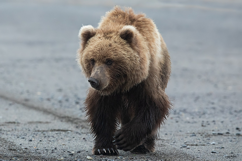 Bear - ID: 16007358 © Louise Wolbers