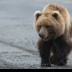 2Bear - ID: 16007358 © Louise Wolbers