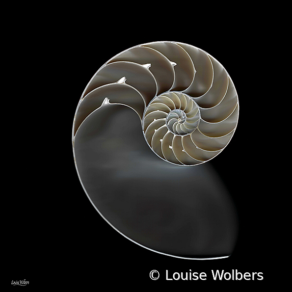 shell300resb - ID: 16007370 © Louise Wolbers