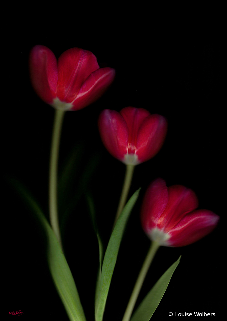 tulipslw - ID: 16007376 © Louise Wolbers