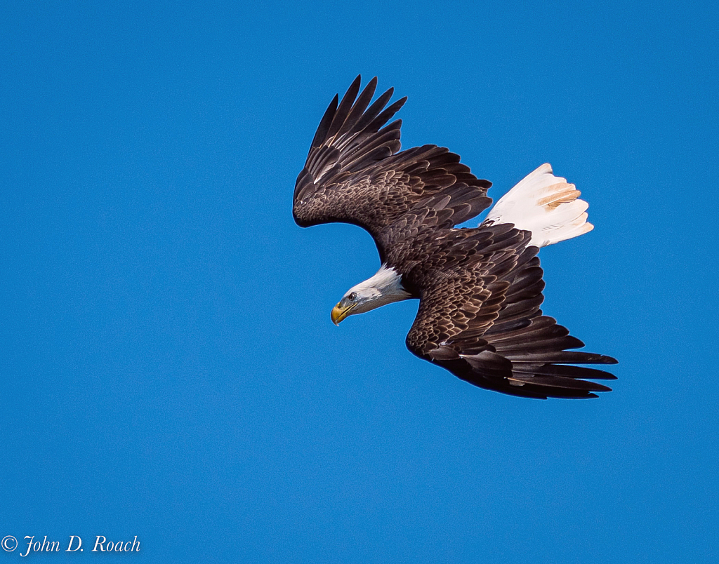 Diving Eagle - ID: 16007456 © John D. Roach