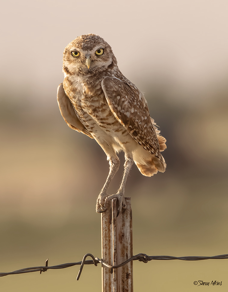 Burrowing Owl - ID: 16007461 © Sherry Karr Adkins