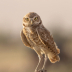 2Burrowing Owl - ID: 16007461 © Sherry Karr Adkins