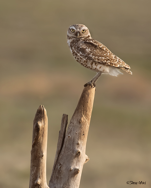 Burrowing Owl 2 - ID: 16007462 © Sherry Karr Adkins
