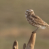 2Burrowing Owl 2 - ID: 16007462 © Sherry Karr Adkins