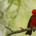 2Vermilion Flycatcher - ID: 16007463 © Sherry Karr Adkins