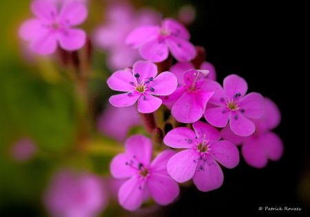 Little Pinks