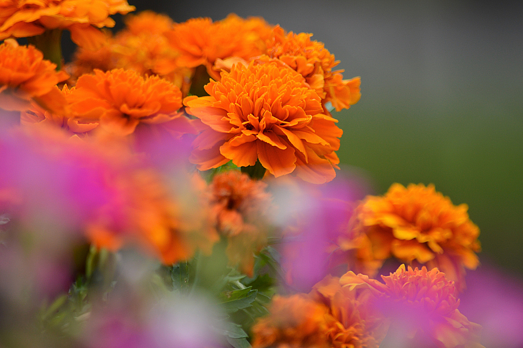 Marigolds