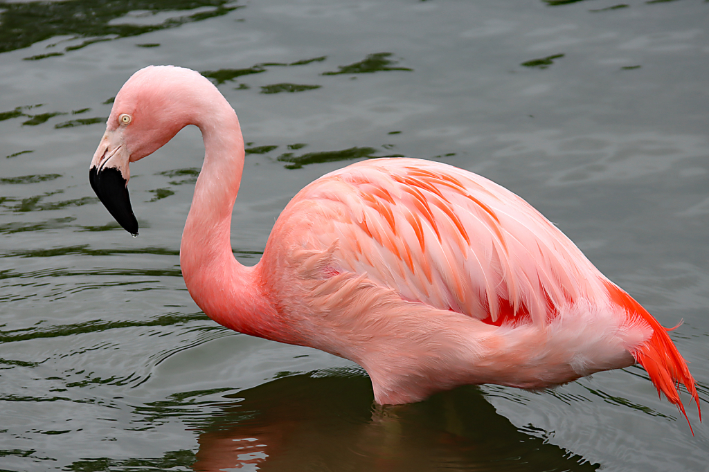 Flamingo - ID: 16007474 © Lori A. Nevers