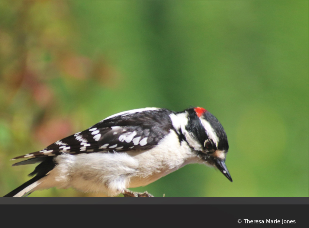 Male Woodpecker - ID: 16007415 © Theresa Marie Jones