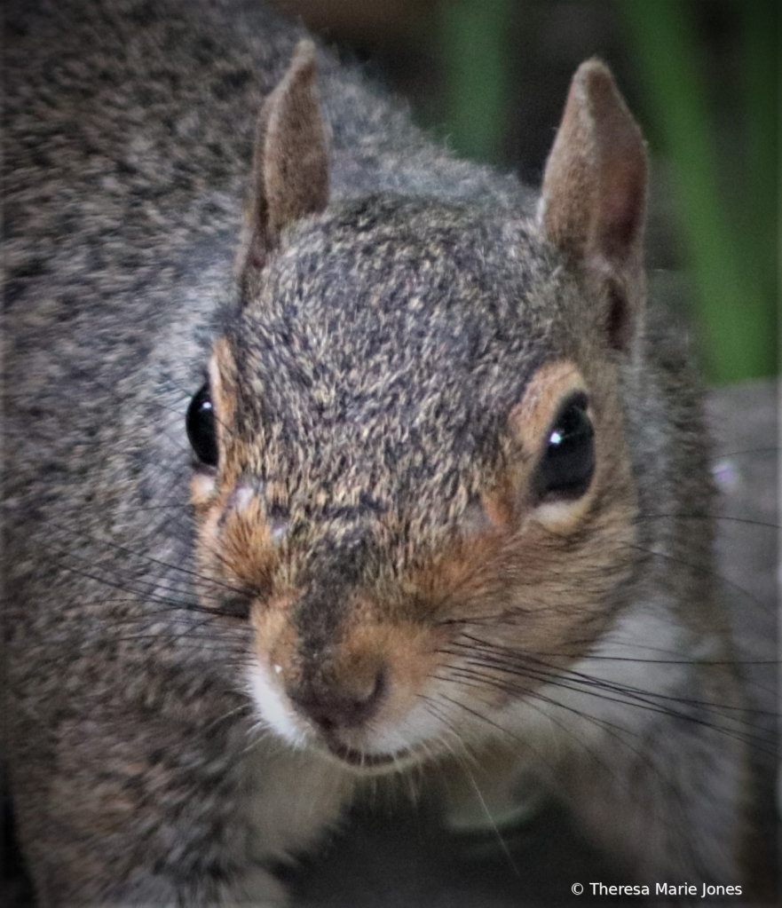 Squirrel Face - ID: 16007418 © Theresa Marie Jones