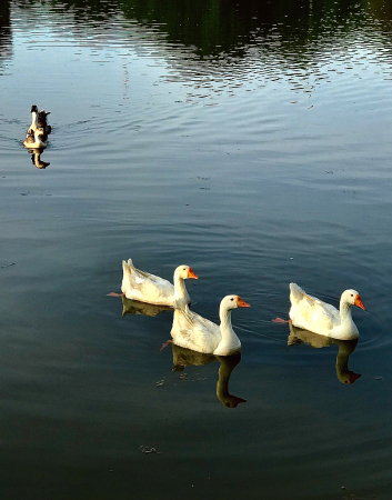 Gliding Geese