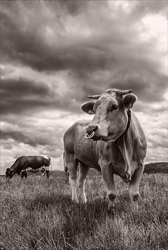 In the Pasture