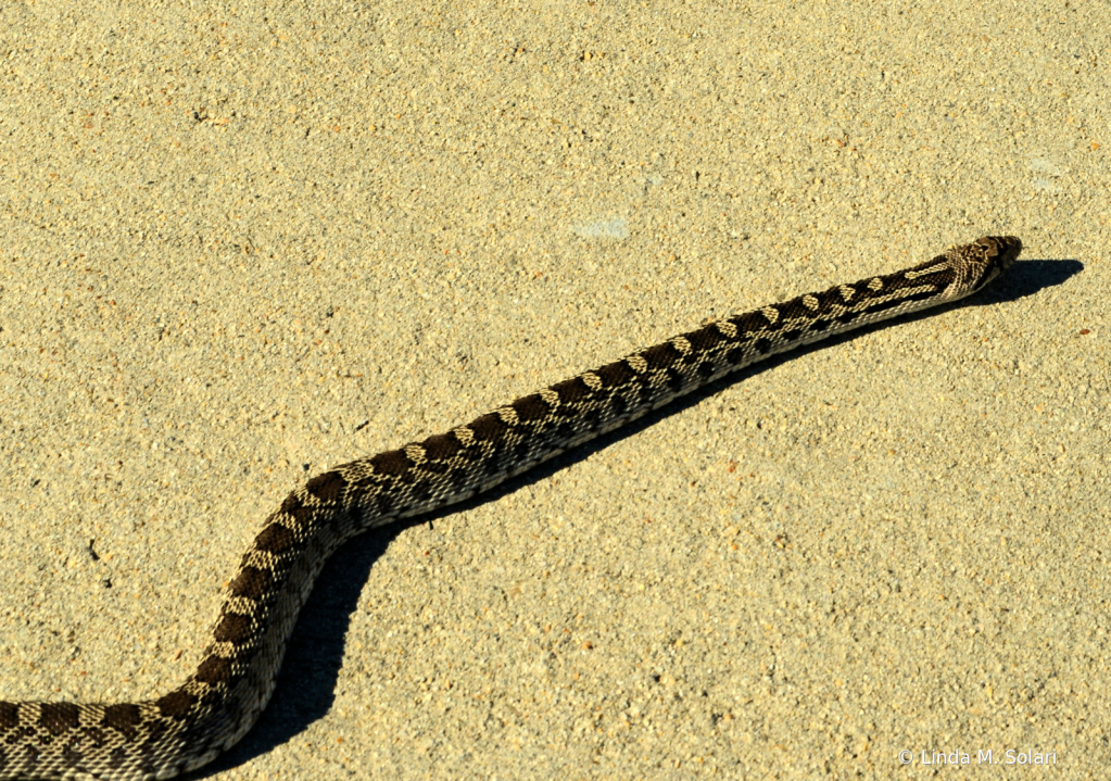 Snake On The Trail