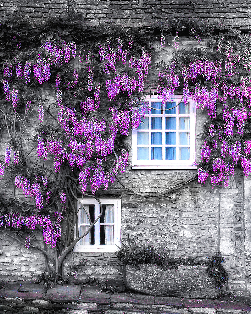 Wiltshire Wisteria, Castle Combe UK