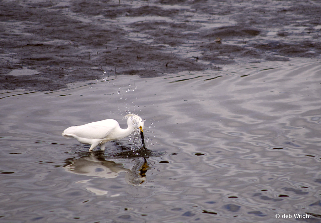 Snowy Egret Fishing - ID: 16008326 © deb Wright