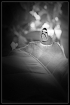 Butterfly in Blac...