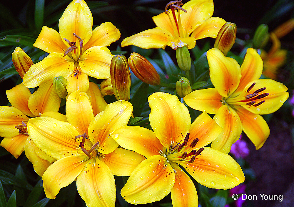 Daylily