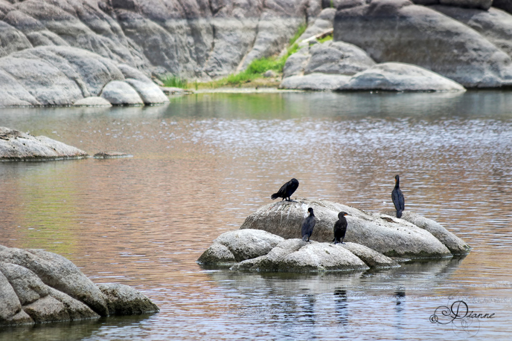 A Gathering At The Lake