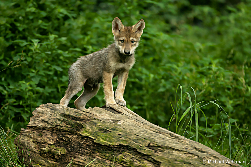 Mexican Wolf Pup - ID: 16008415 © Michael Wehrman