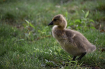 Gosling