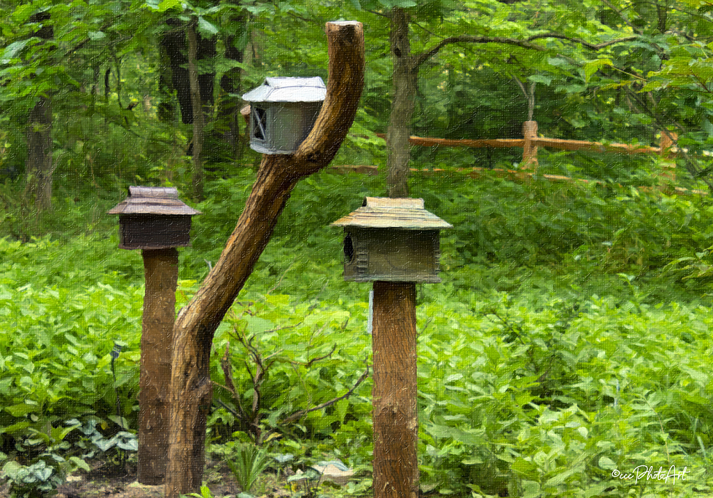 Bird Burbs - ID: 16008487 © Candice C. Calhoun