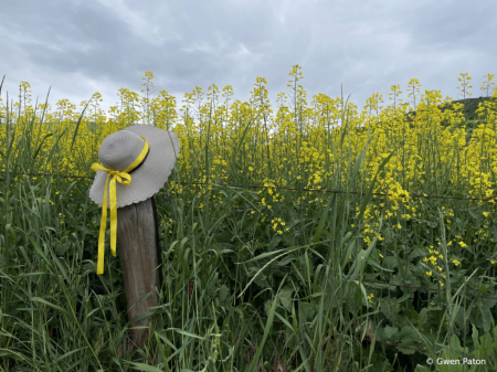 Canola fields and Hat