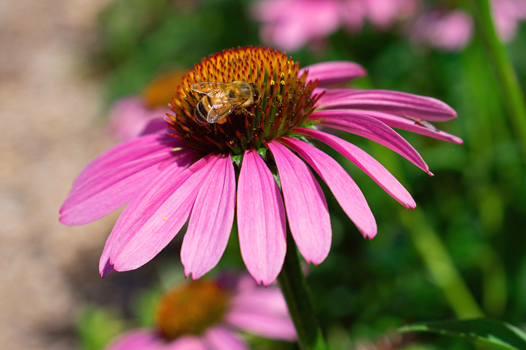 Purple Cone Flower being Pollinated