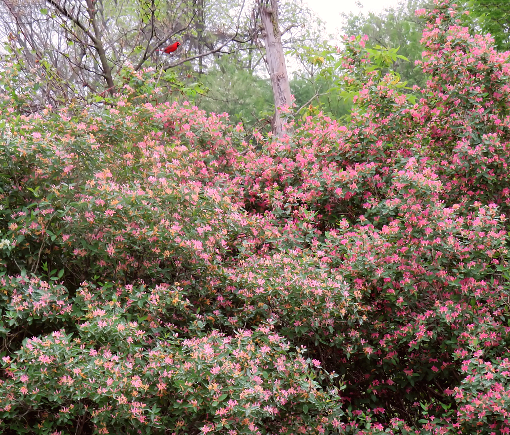 Spring Color