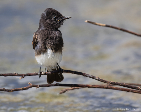 Black Phoebe