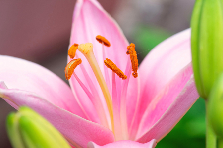 Pink Day lily