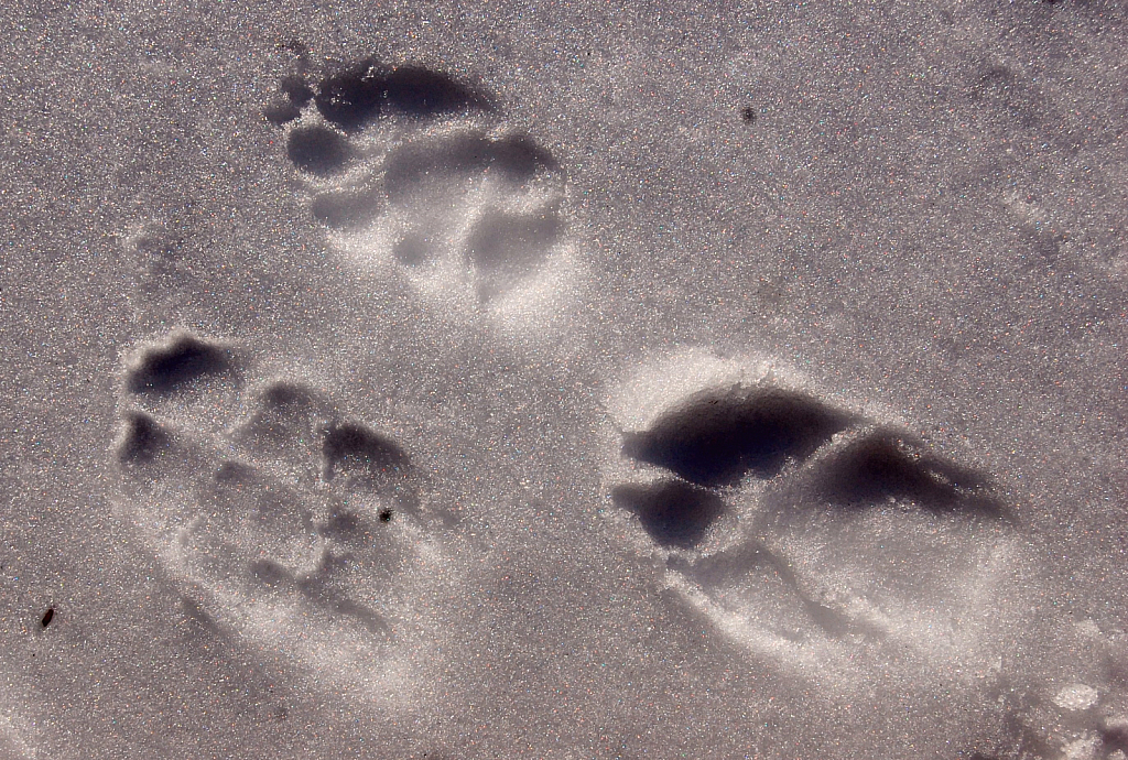 The Track of The Cat