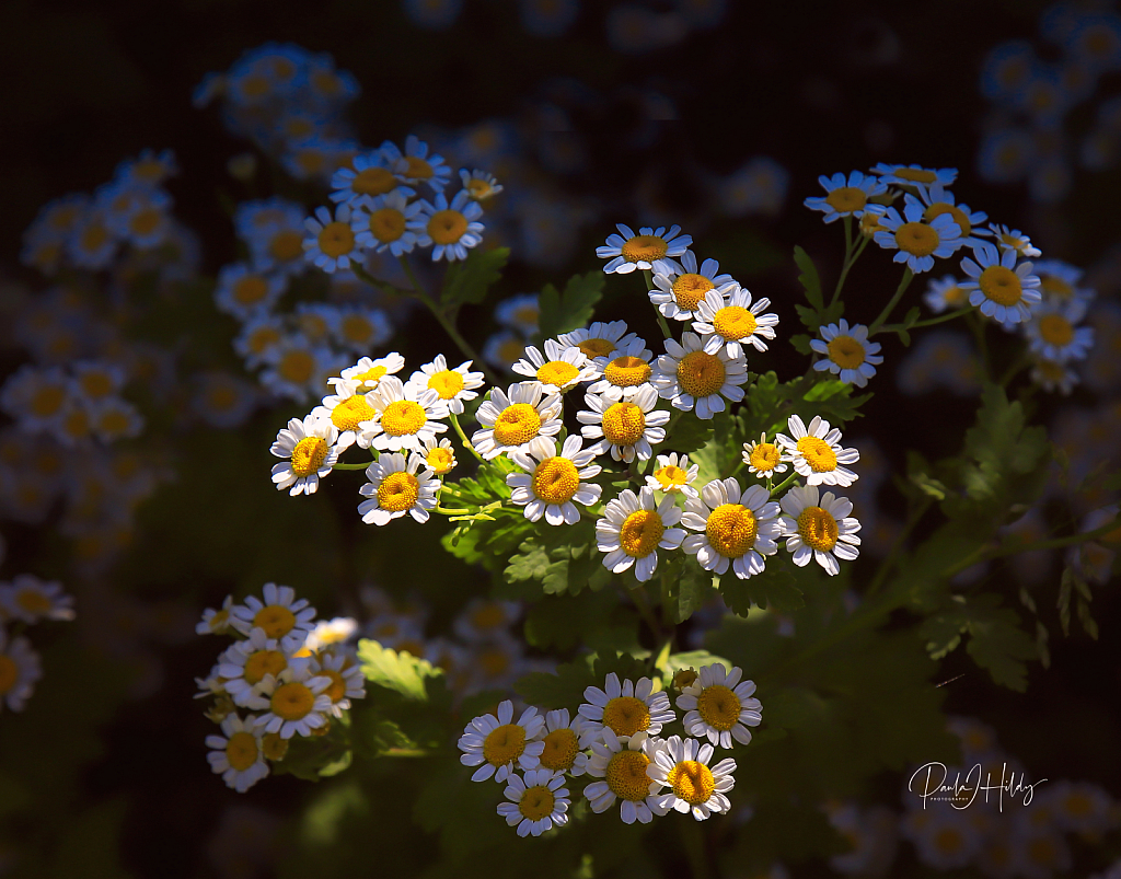 Field of Daisy