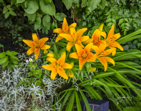 Garden Lilly