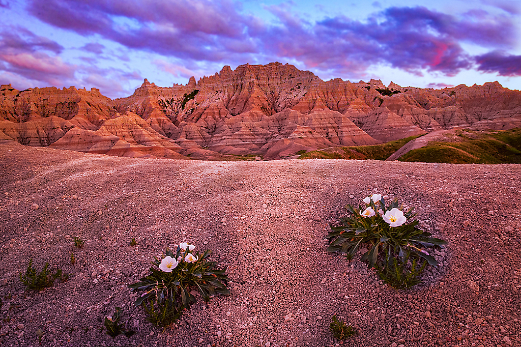 And the Desert Will Rejoice - ID: 16007650 © Martin L. Heavner