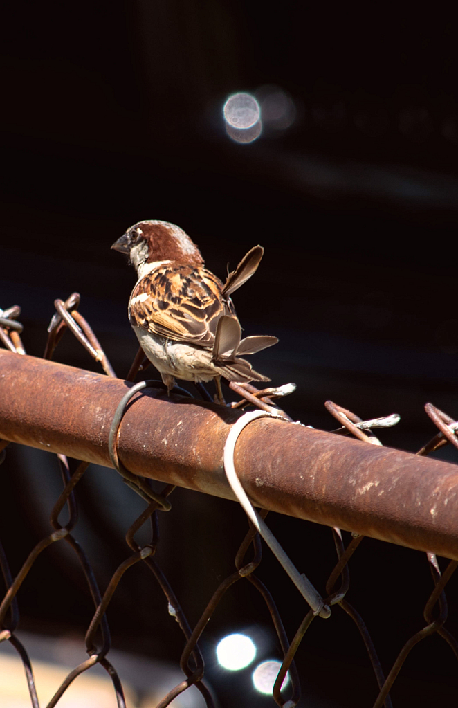 Ruffled Feathers